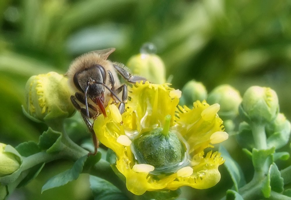 Abejita de Primavera.