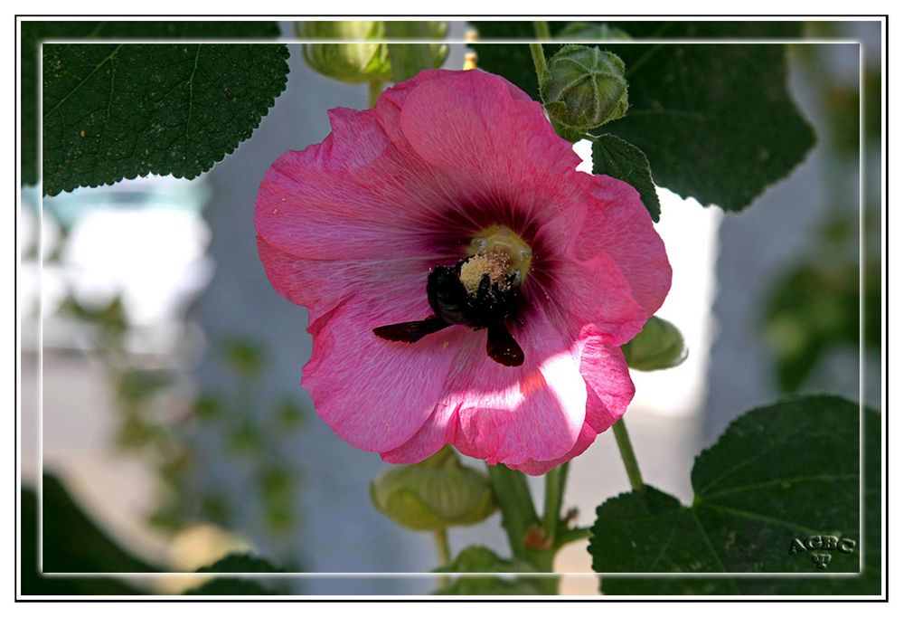 Abejorro libando nectar y polen en Malvarosa (Las Alpujarras)