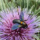 Abejorro y otros "invitados" sobre flor de cardo común.