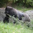 Abeku - der Boss der Gorillasippe im Leipziger ZOO