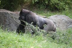 Abeku - der Boss der Gorillasippe im Leipziger ZOO