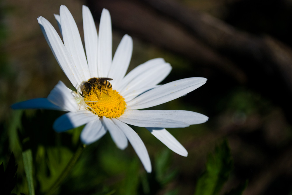 Abelha em Flor