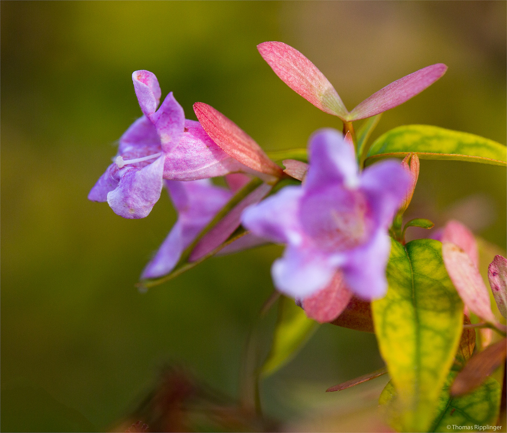 Abelia "Edwart Goucher".