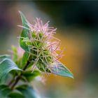 Abelia triflora...