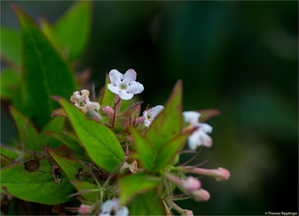 Abelia triflora.