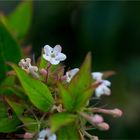 Abelia triflora.