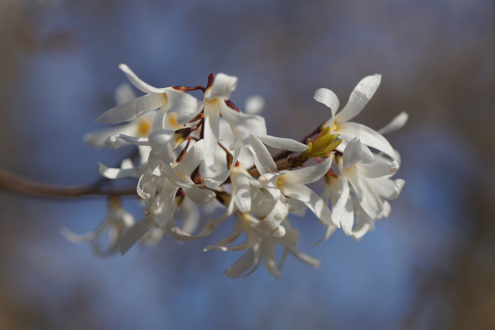 Abeliophyllum