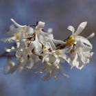 Abeliophyllum