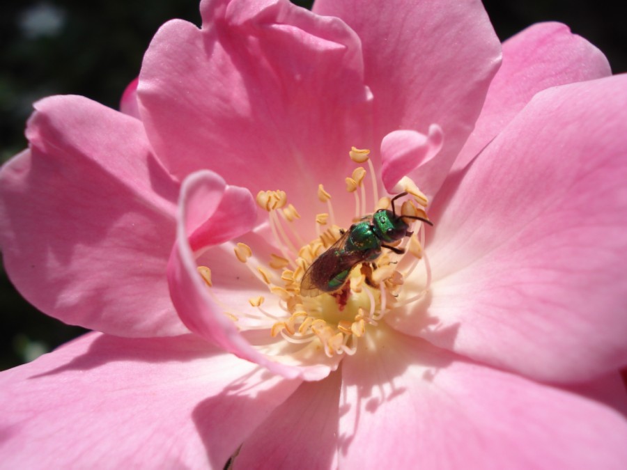 abellhinha na flor