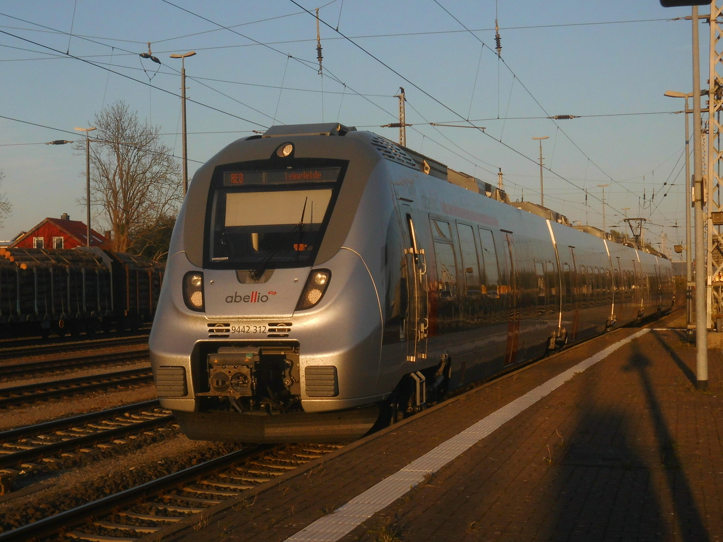 Abellio Hamster im Abendlicht 1.