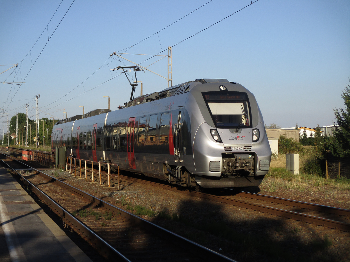 Abellio Hamster in Berga Kelbra im Abendlicht 1.