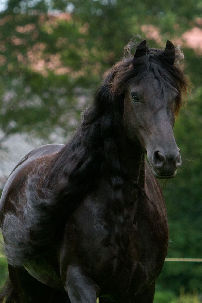 Abeltje im Portrait