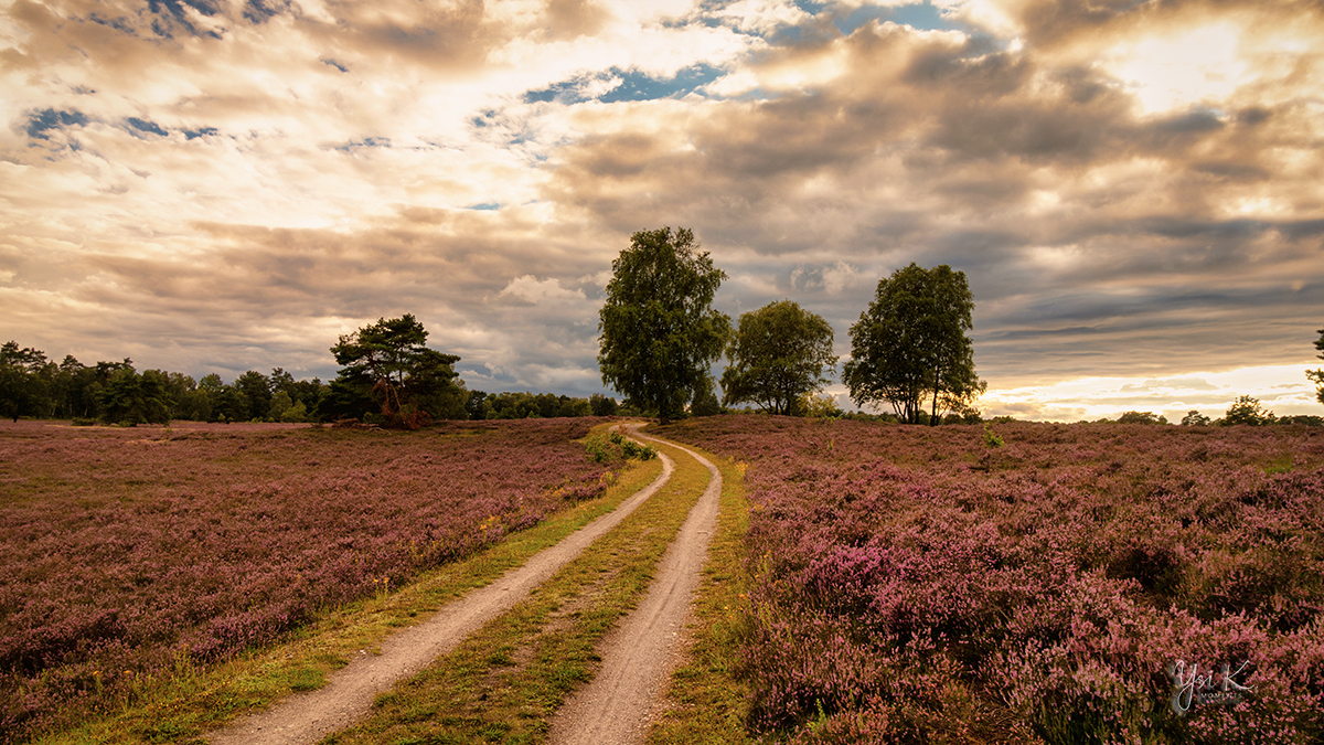 Abend 2023 in der Lüneburger Heide