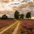 Abend 2023 in der Lüneburger Heide