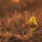 Abend-Adonis