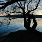 Abend am Bodernsee, Insel Mainau