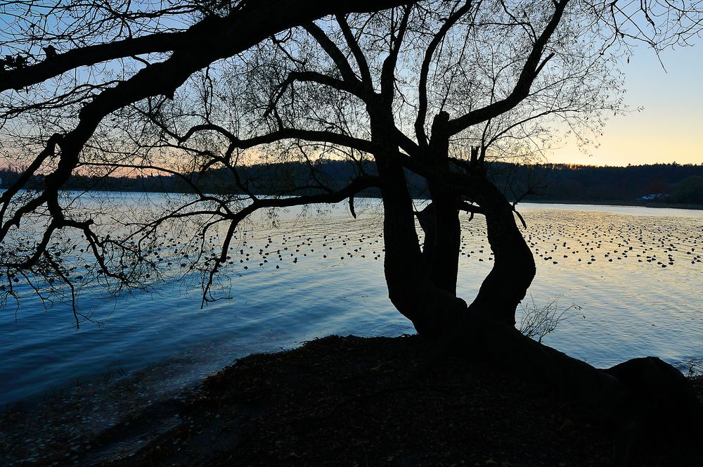 Abend am Bodernsee, Insel Mainau