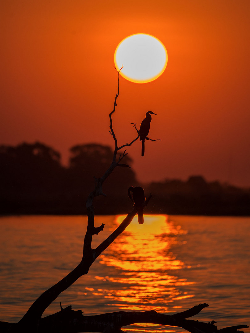 Abend am Chobe