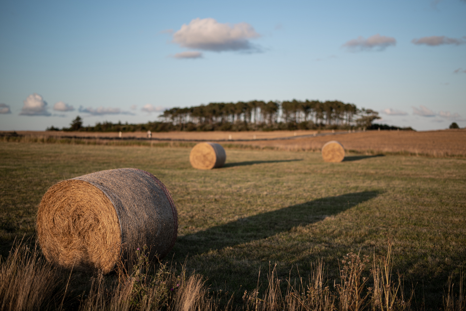 Abend am Feldrand -2