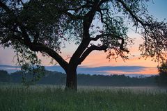 Abend am Feldrand