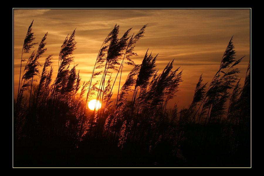 Abend am Feldrand