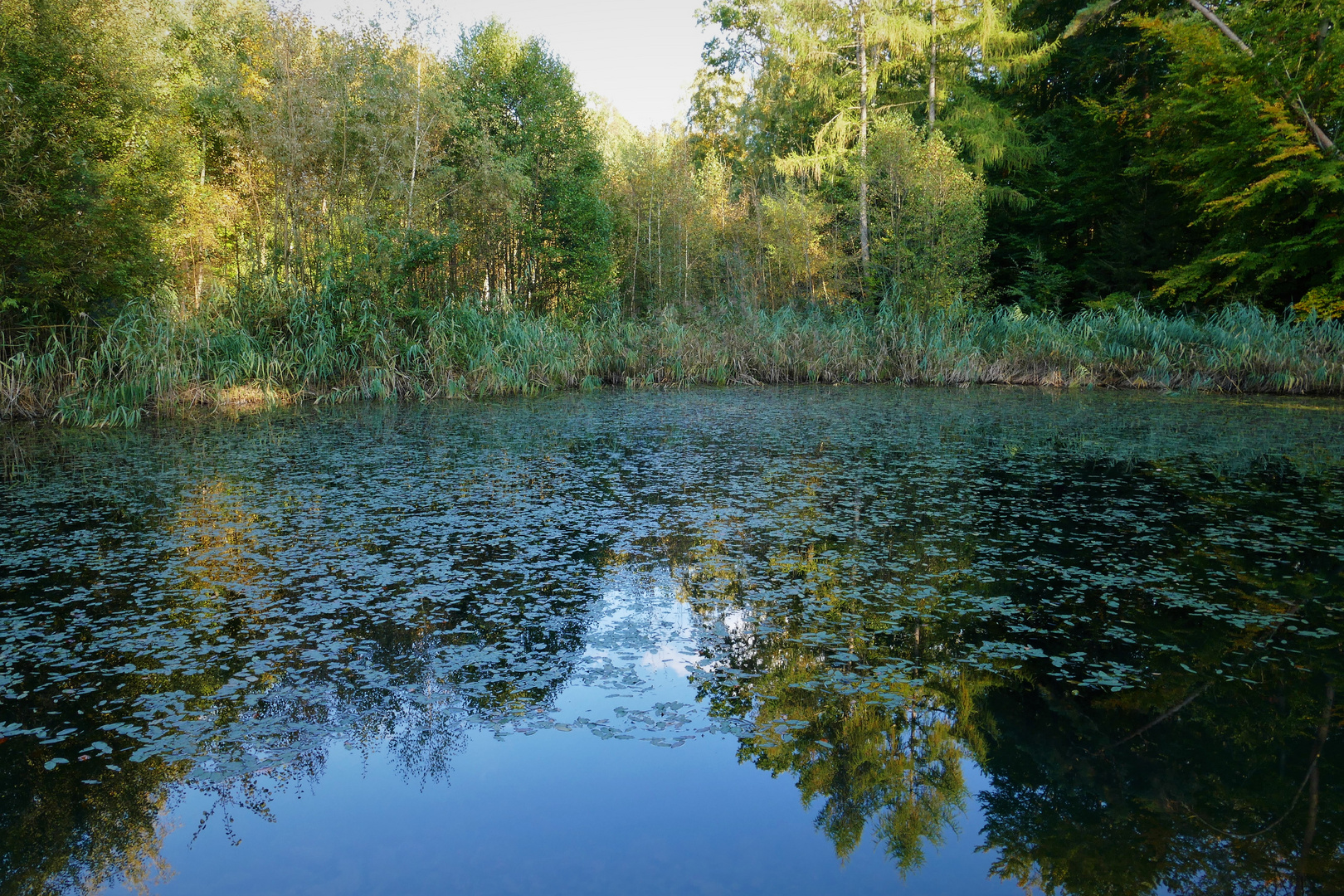 Abend am Froschteich