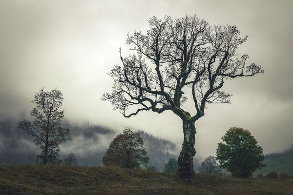 Abend am großen Ahornboden