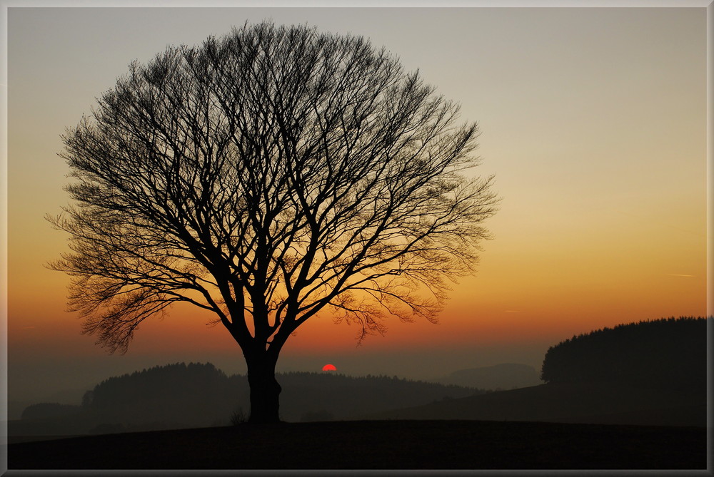 Abend am "Kugelbaum"