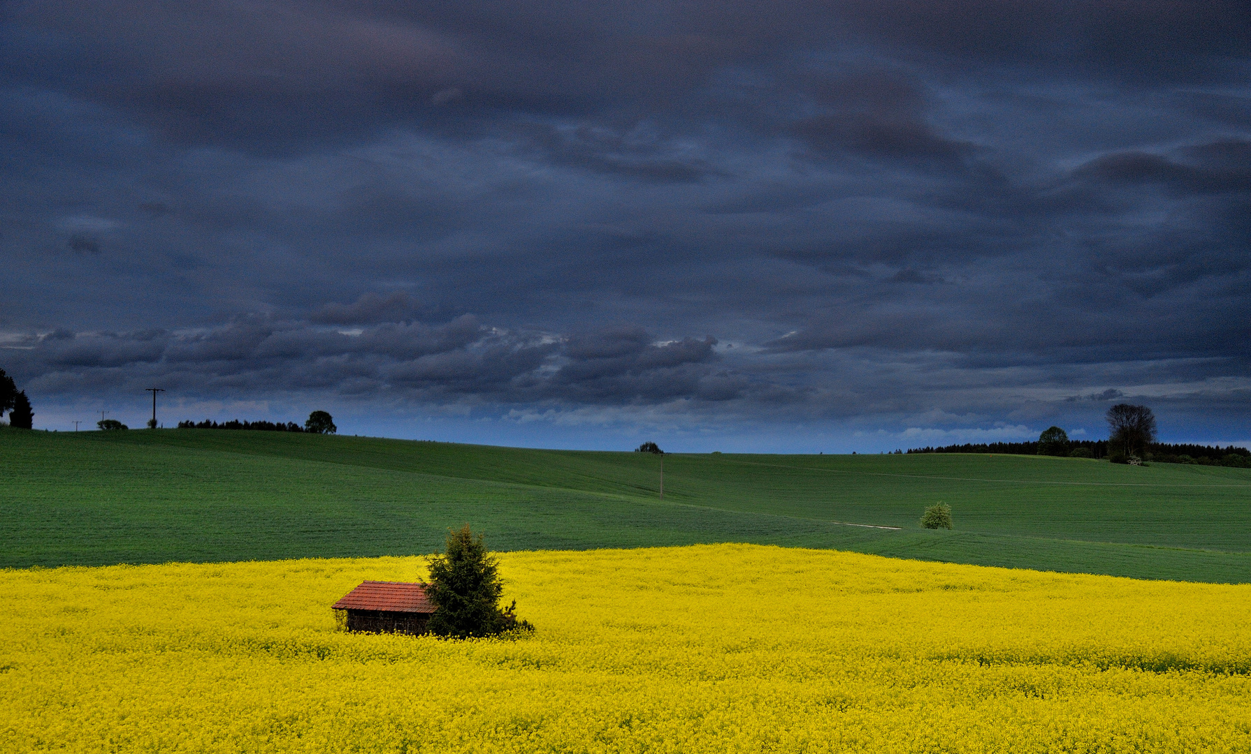 Abend am Rapsfeld