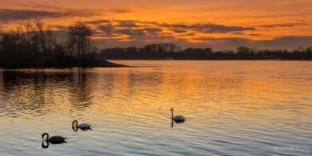 Abend am Rhein bei Rastatt