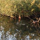 Abend am Schlachtensee in Berlin