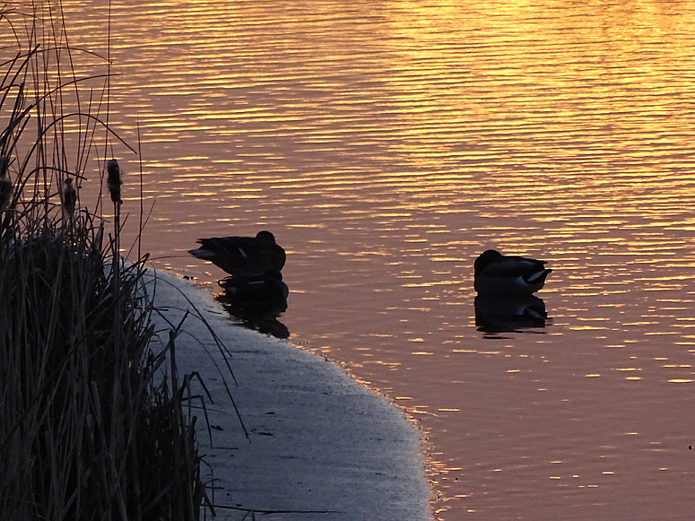 Abend am See