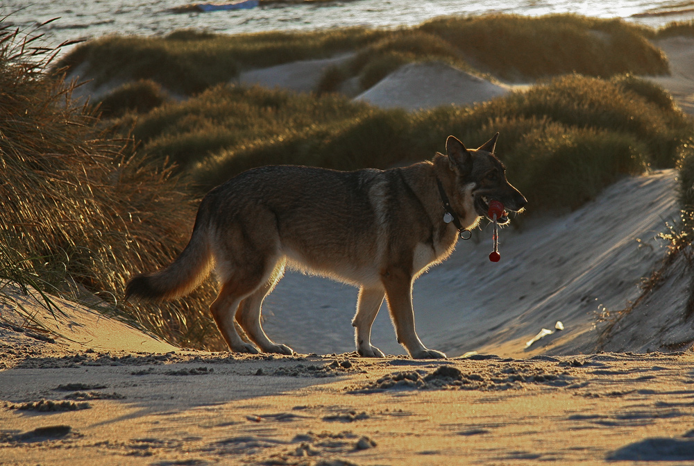 Abend am Strand... II