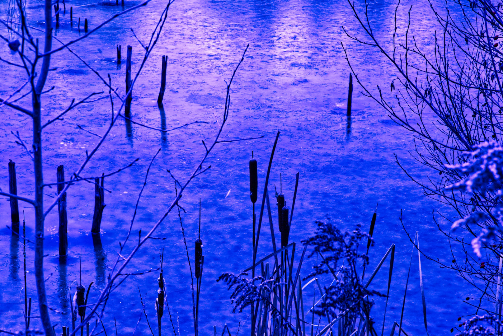 Abend am Teich