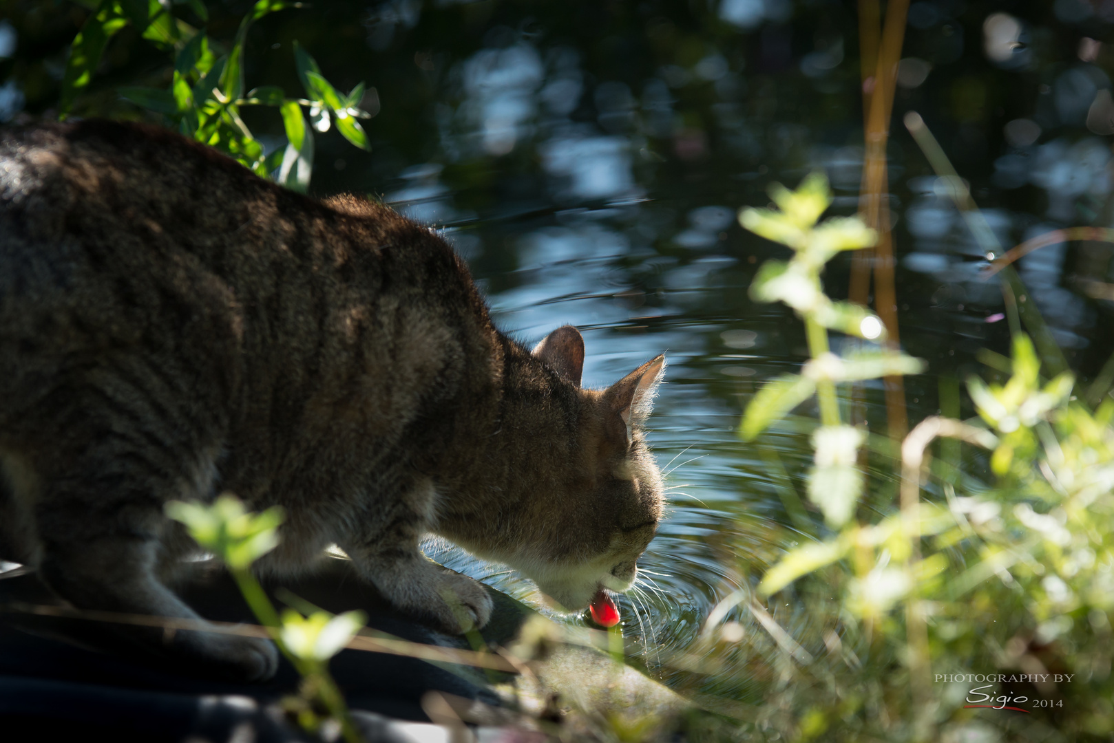 Abend am Teich