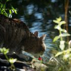 Abend am Teich