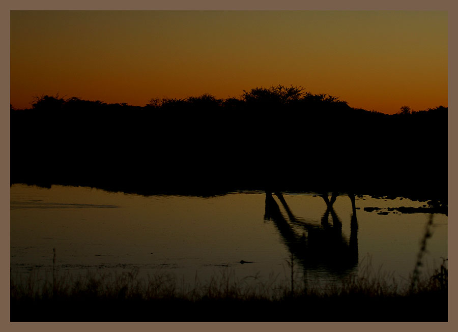 Abend am Wasserloch