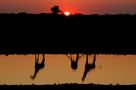 Abend am Wasserloch by cambernd 