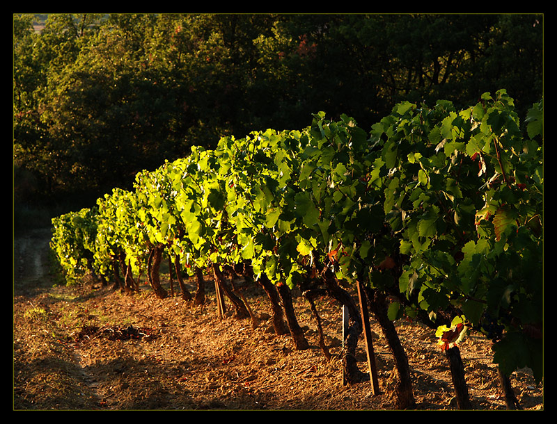 Abend am Weinberg