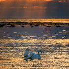 Abend an der Ostsee, Gotland