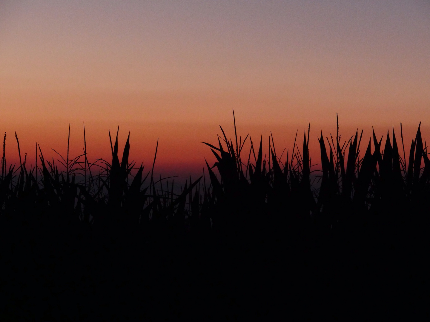 Abend auf dem Bauernhof