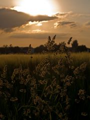 Abend auf dem Feld