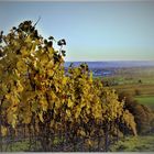 Abend auf dem Weinberg