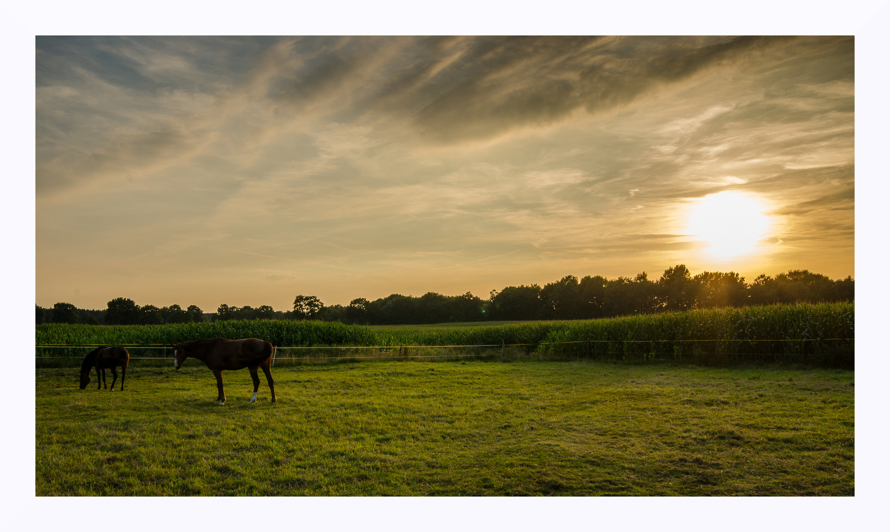 Abend auf der Pferdeweide Bild 1