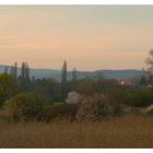 Abend auf der Rhein-Aue