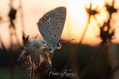 Abend auf der Schmetterlingwiese (11)