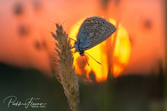 Abend auf der Schmetterlingwiese (2)