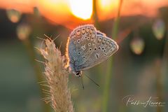 Abend auf der Schmetterlingwiese (3)