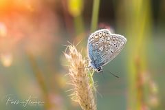 Abend auf der Schmetterlingwiese (4)