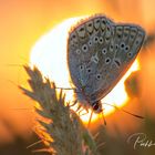 Abend auf der Schmetterlingwiese